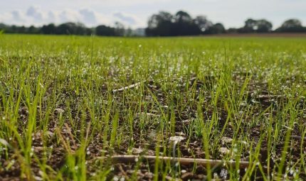 Reseeding in August and get 1 ton DM/ha more in spring grass growth, according to new research