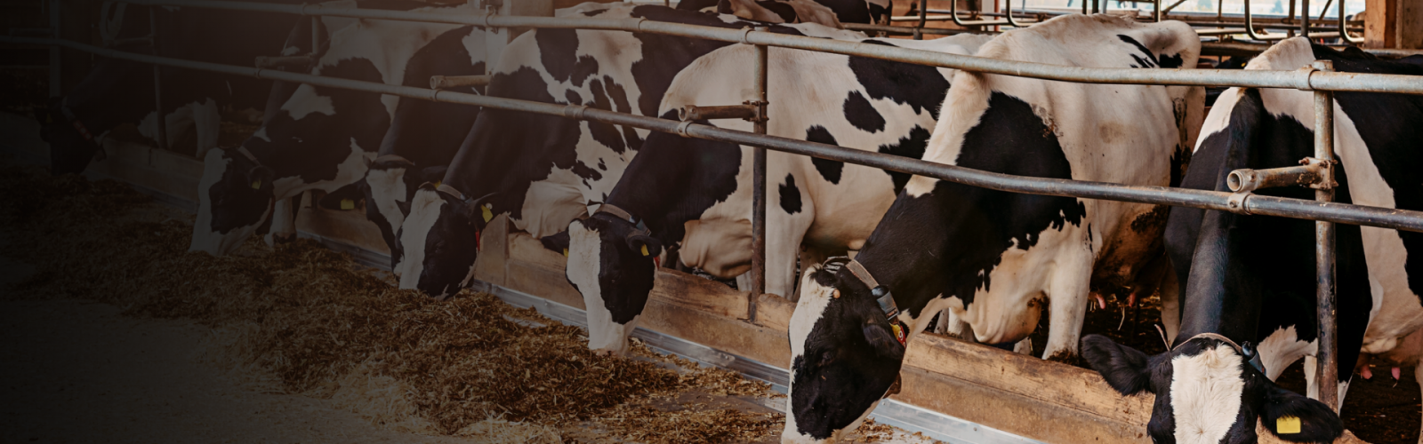 Preventing Subclinical Milk Fever In Cows