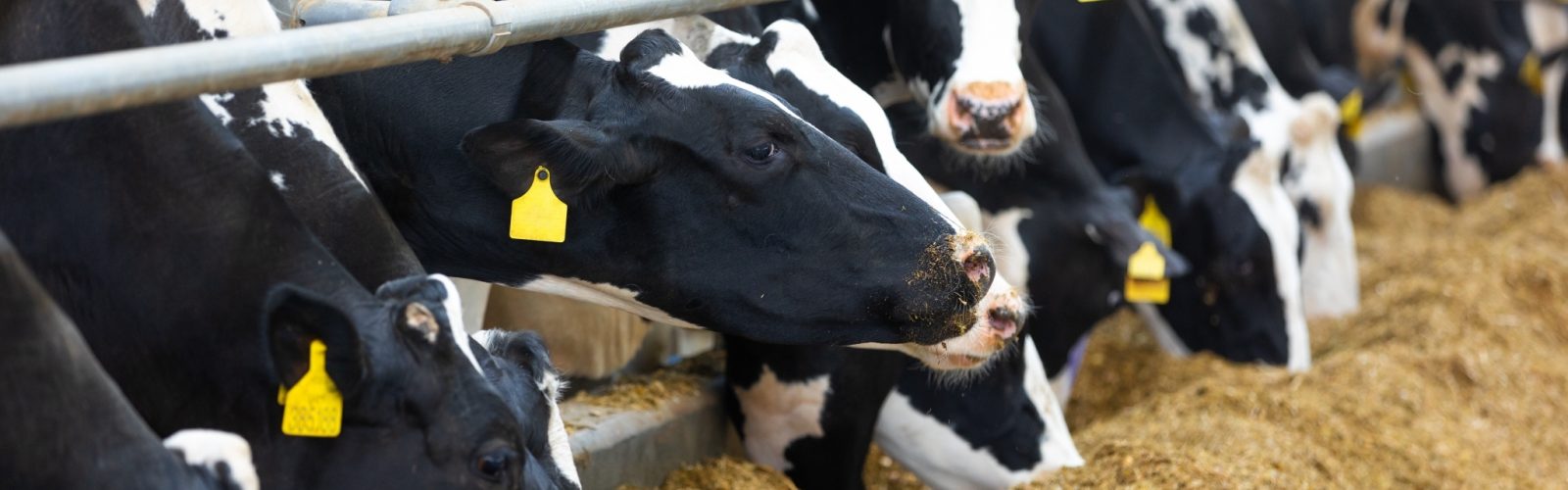 The Role of Dry Cow Minerals in Dairy Farm Excellence