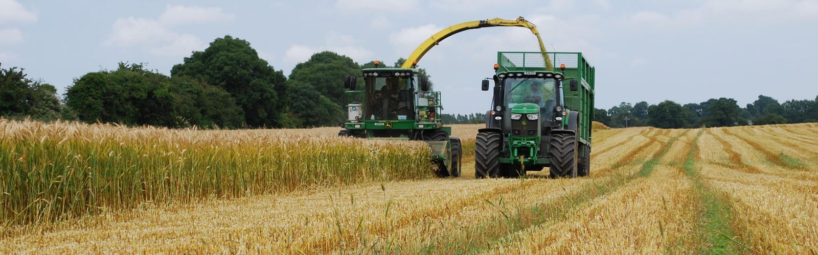 Have you considered using cereal crops as part of your winter ration?