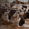 Preventing Subclinical Milk Fever In Cows