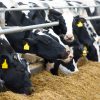 The Role of Dry Cow Minerals in Dairy Farm Excellence