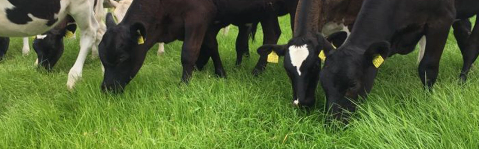 Tips for Managing Forage Amid Poor Grass Supply and Quality