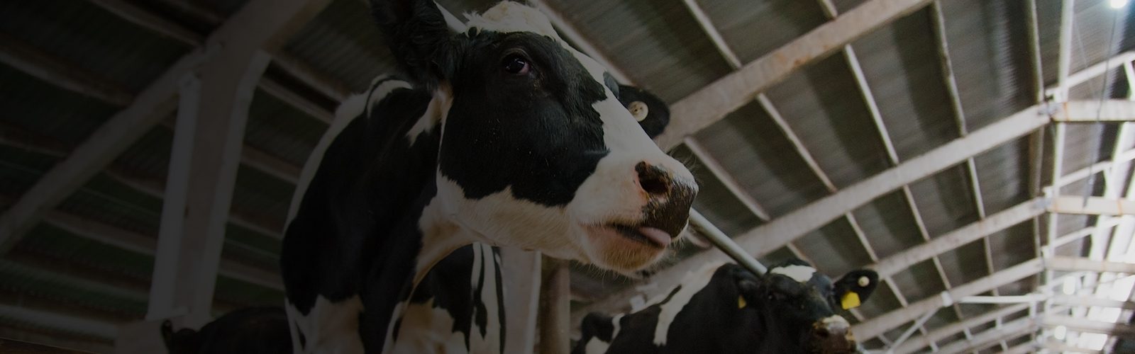 Maximising Dairy Herd Productivity: A Comprehensive Guide to Buffer Feeding Strategies