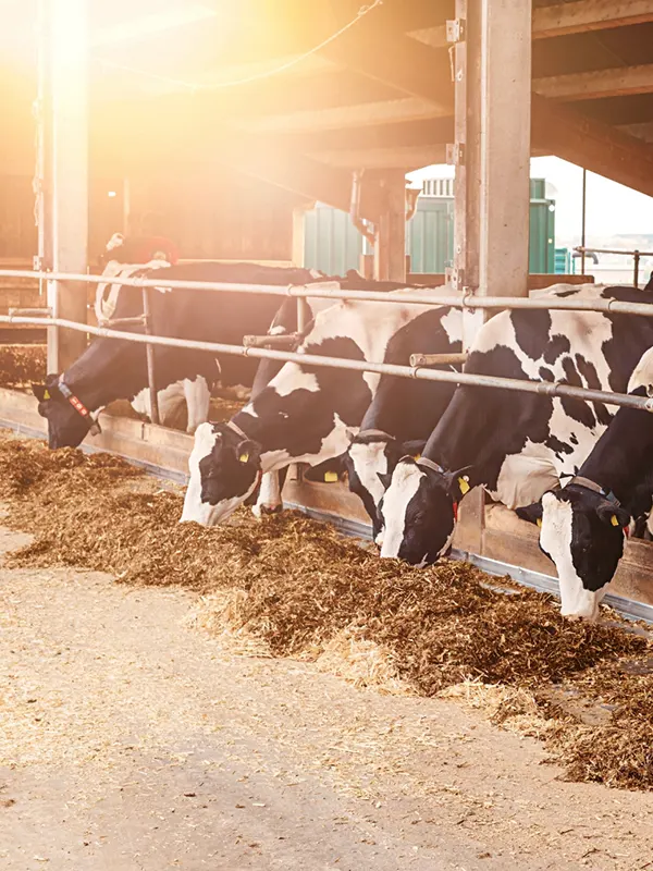 Dairy Nutrition