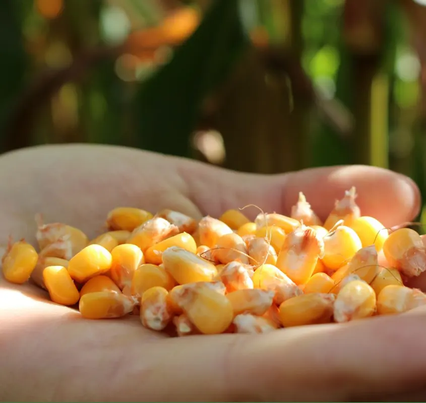 maize-img Specialist Nutrition is committed to powering farm performance sustainably
