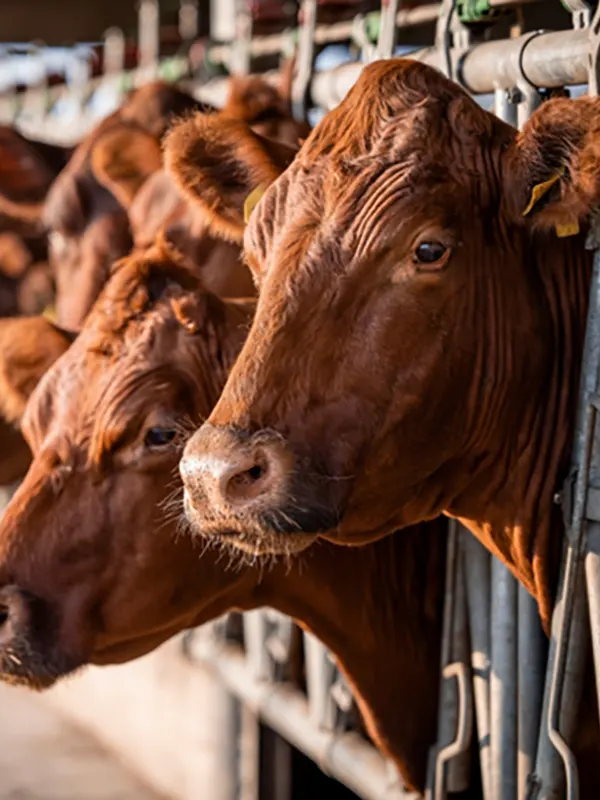 Beef Nutrition