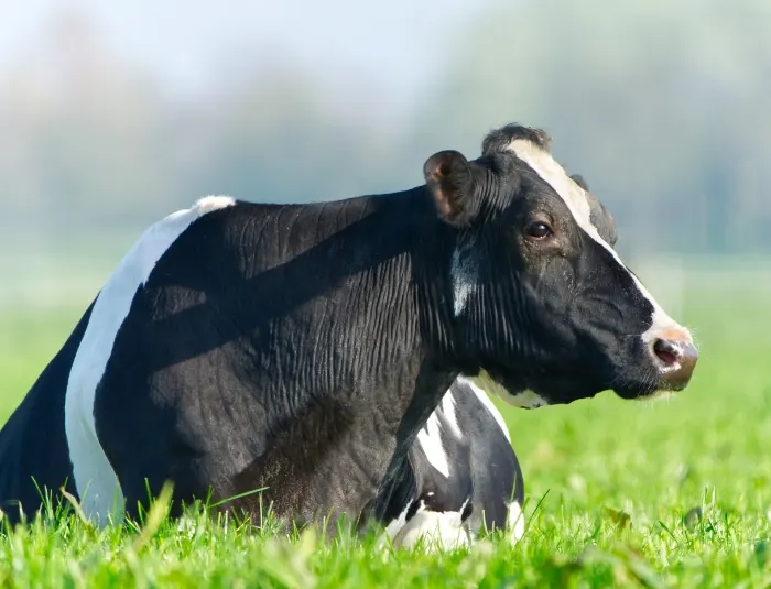 Beef-Nutrition-2-us animal feeds