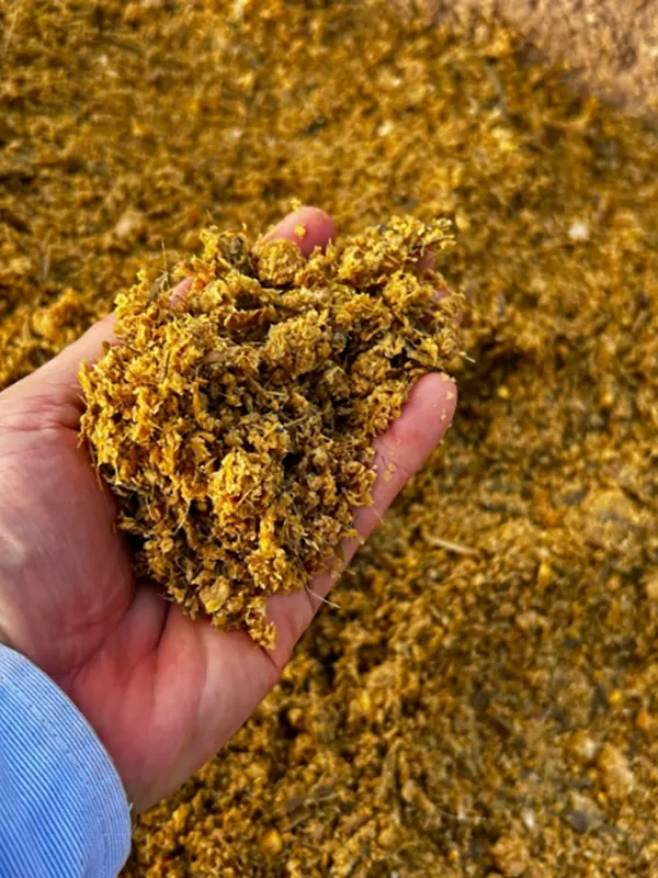 wet distillers Grain