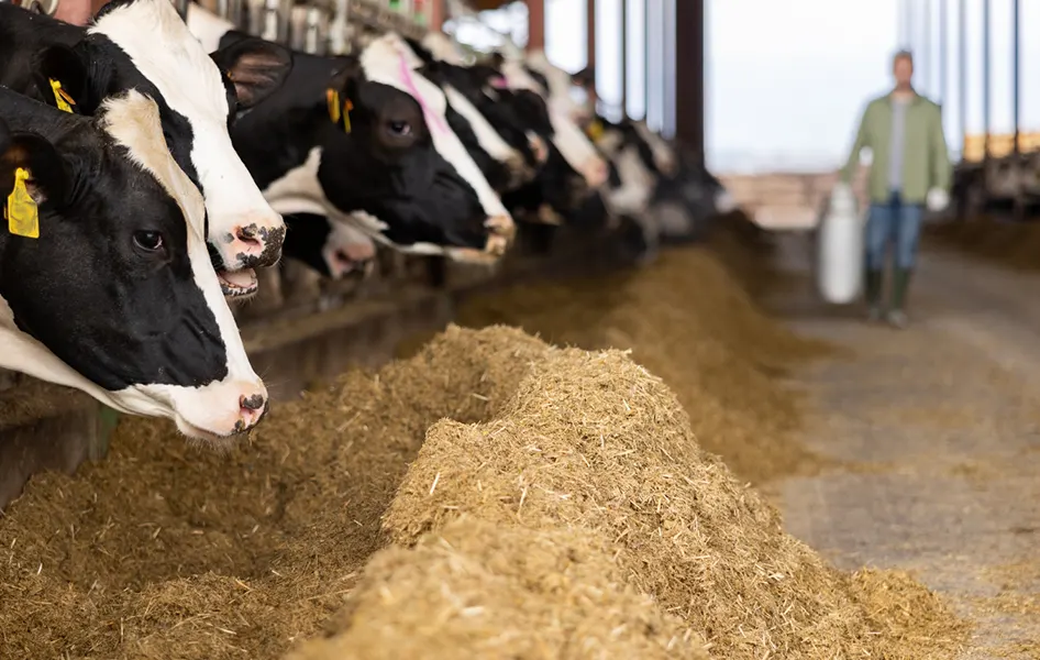 Low-Fat Wet Distillers Grains (WDG) 
